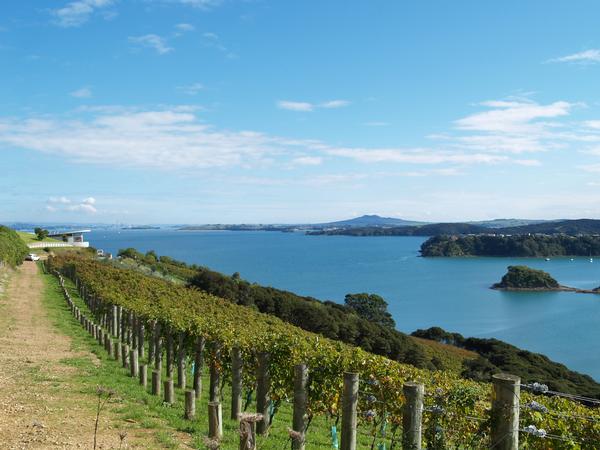 Vineyard & View